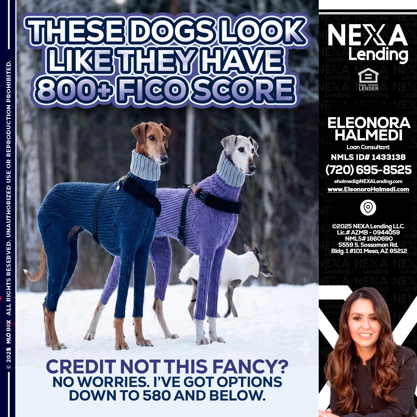 THESE DOGS LOOK - Eleonora Halmedi -Mortgage Advisor